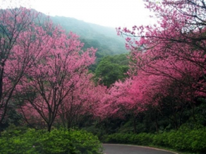 DGcovery_2018春節旅遊賞櫻景點2-三芝櫻木花道 DGcovery_2018春節旅遊賞櫻景點2-三芝櫻木花道