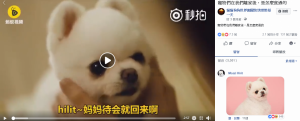 (圖:韓國 LG U+《搖籃曲的秘密》在臉書上被轉貼的影片/取自:FB粉專 貓貓狗狗世界趣聞快快樂樂毎一天) (圖:韓國 LG U+《搖籃曲的秘密》在臉書上被轉貼的影片/取自:FB粉專 貓貓狗狗世界趣聞快快樂樂毎一天)