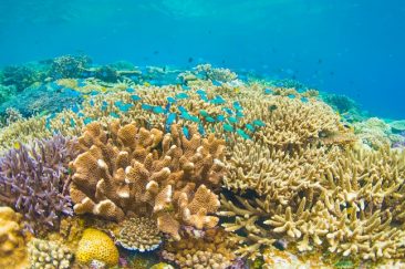 珊瑚礁保育的重要性